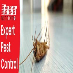 Expert-Pest-Control-Canberra-1