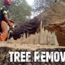 tree removal Melbourne1